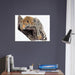 Little Squiffy Print Material 60x80 cm / 24x32″ / Horizontal Leopardess Canvas Wall Art